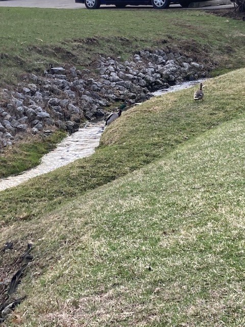 A duck is walking along a small stream in a grassy area.